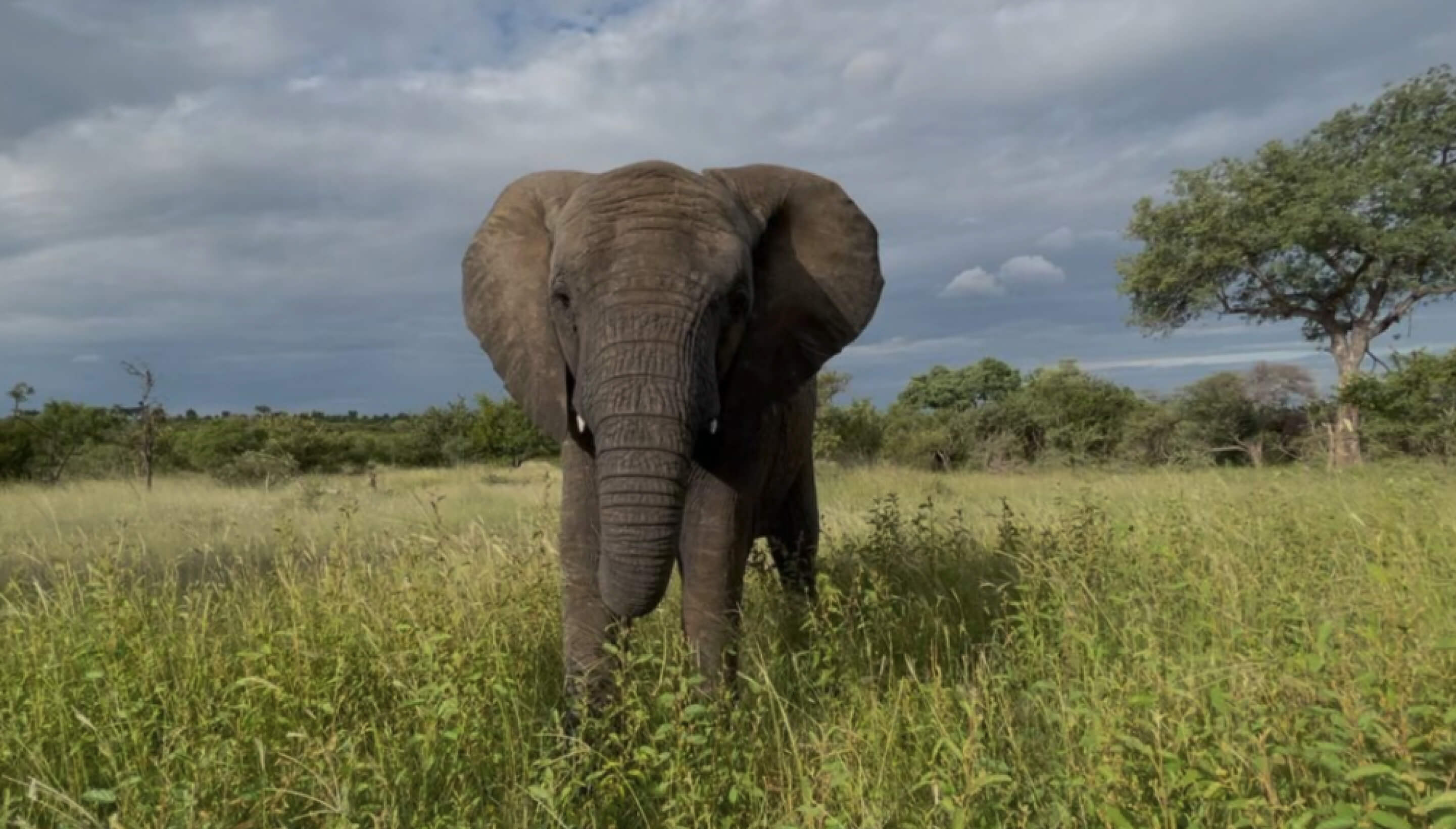 Adine Visits the Elephant Orphans at Sheldrick Wildlife Trust in Kenya