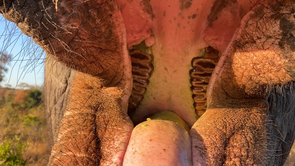 The Anatomy of an Elephant ~ The Elephant’s Mouth & Teeth