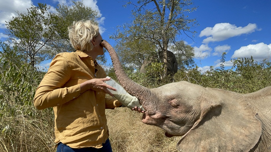 Milk Makes The Elephant Go Round | Feeding Orphan Elephant Calves