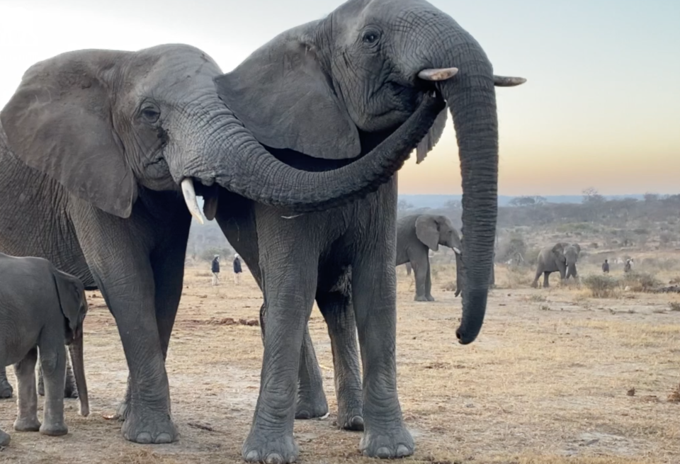 Elephant Behaviours Episode 1: Trunk to Mouth (Affiliative)
