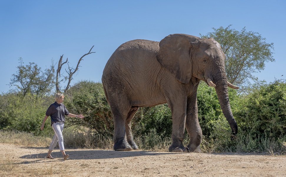 Five Years of Healing with Fishan the Elephant Survivor