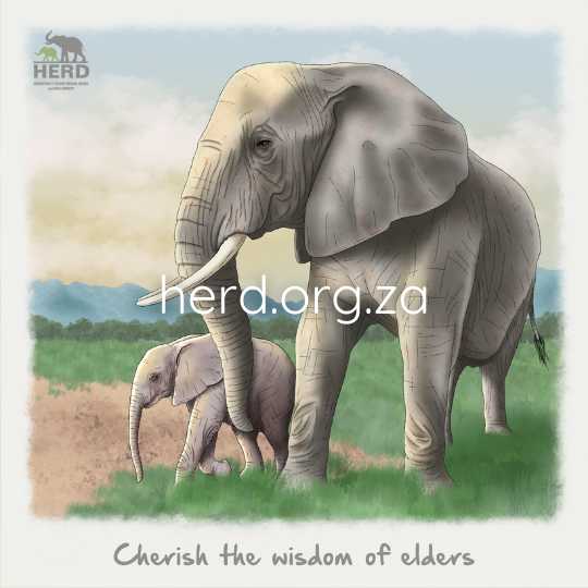 Wisdom 17 – small