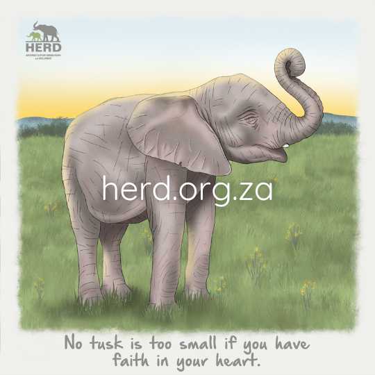 Wisdom 19 – small