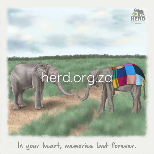 Wisdom 20 – small