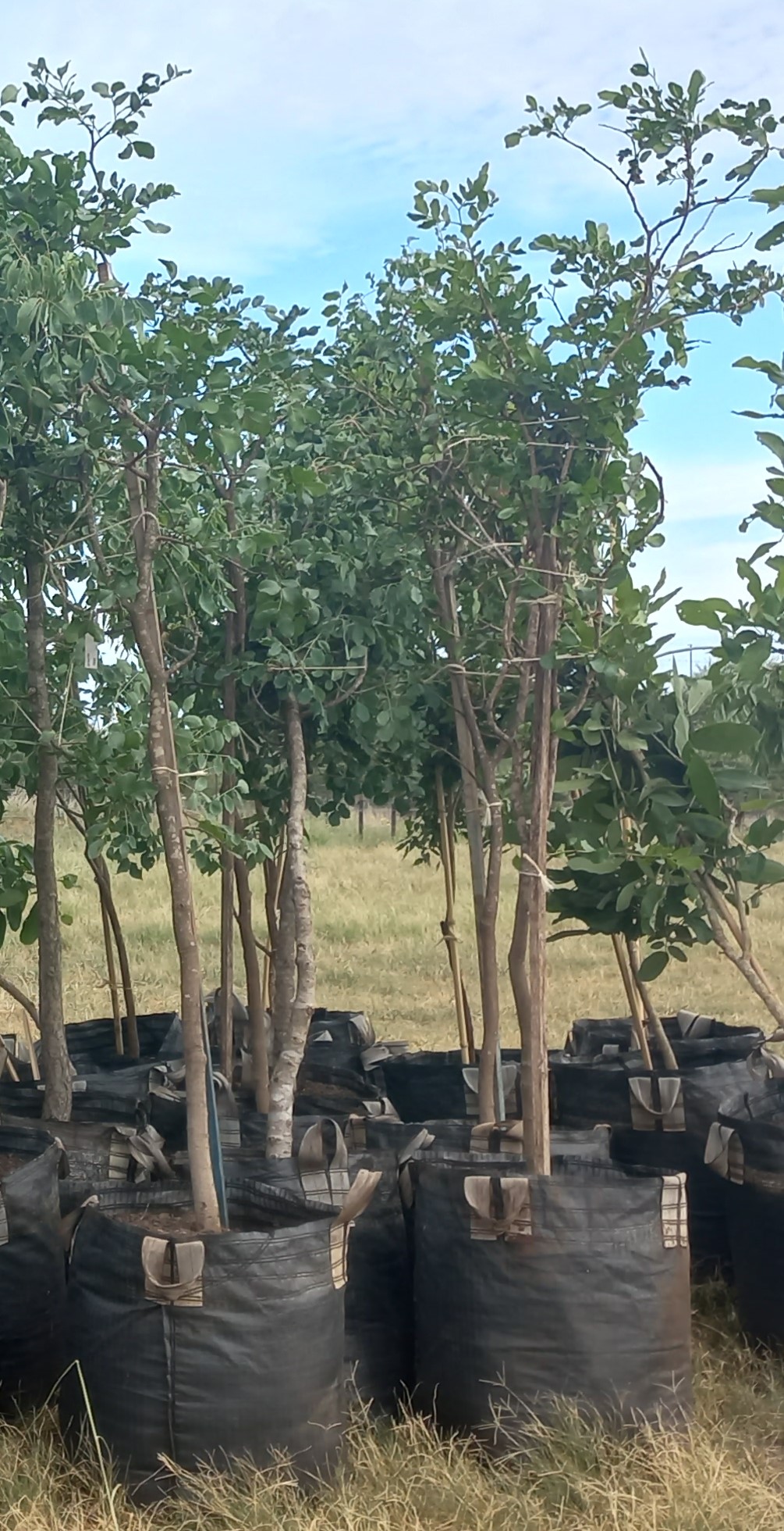 Tree’s received 2022