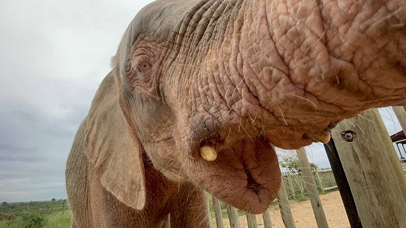 The Love Between A Pink Baby Elephant Orphan & Her Human Carer, Adine