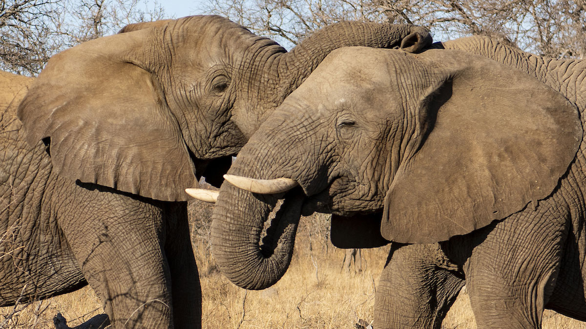 Catch Up With Elephant Bulls, Mambo and Zindoga