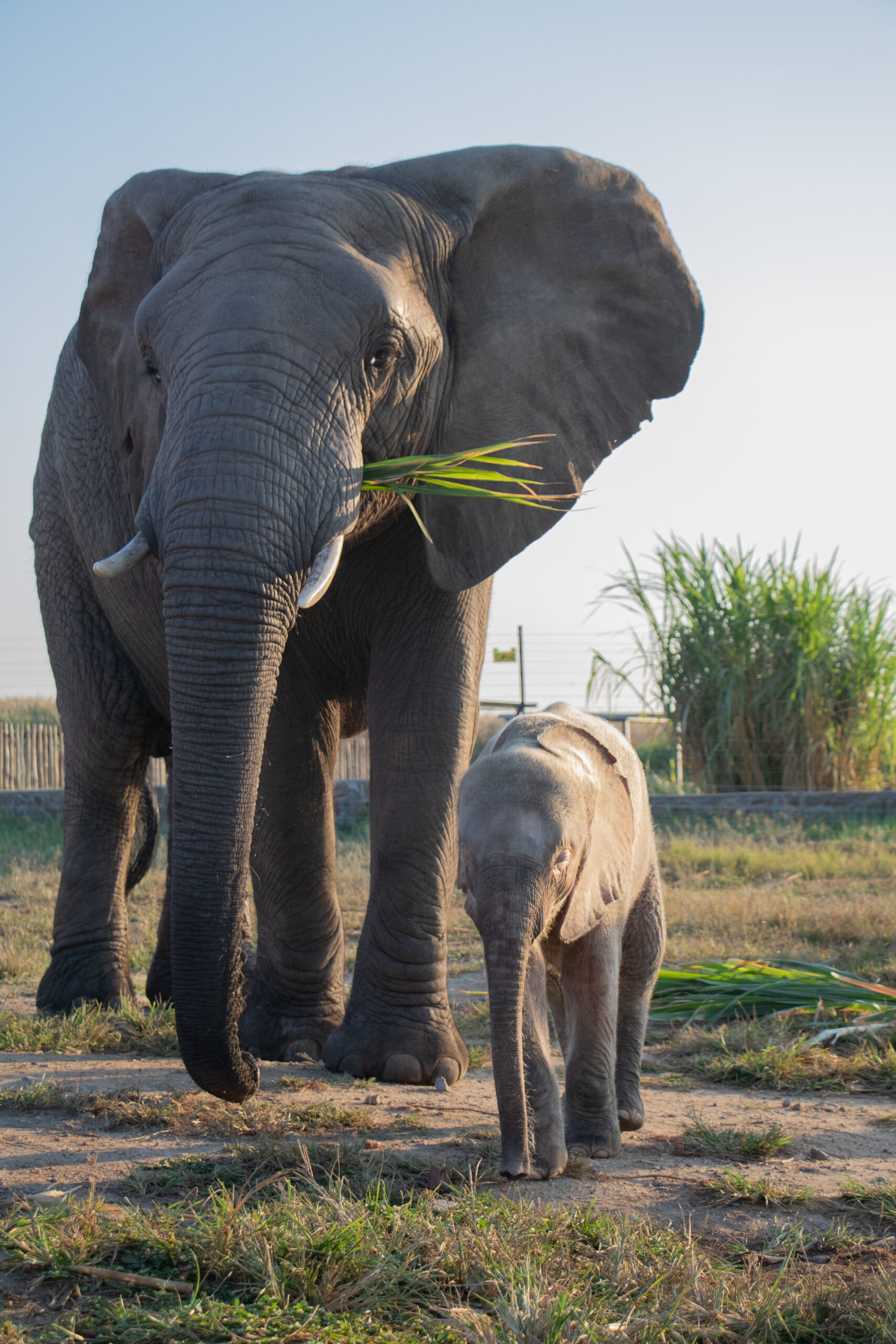 Khanyisa and Lundi APril 2020 Ruan Roos