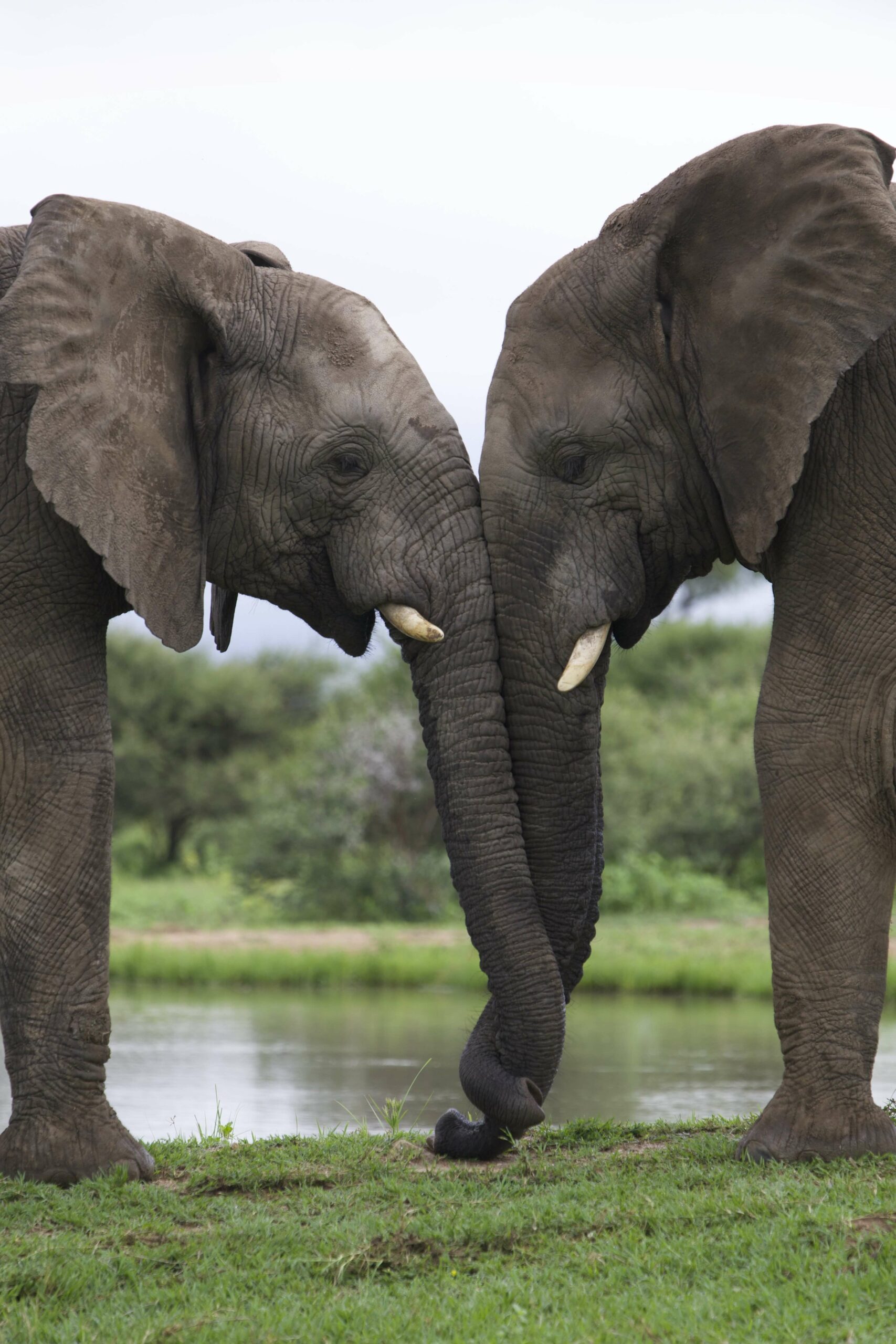 Mambo and Zindoga 2019 Ruan Roos