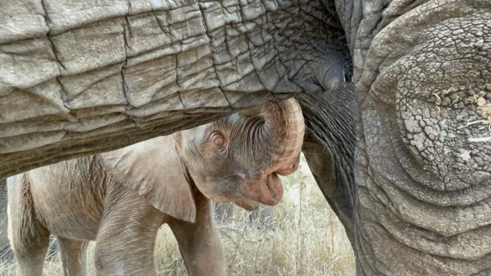 COMFORT SUCKLES & SUCKLE STANCES: Elephant Behaviours Episode 3