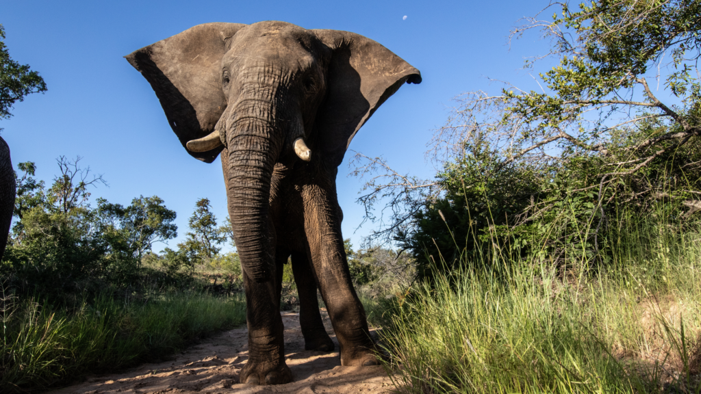 Fishan the Survivor | Healed from a Broken Leg & Walking with Elephants Again!