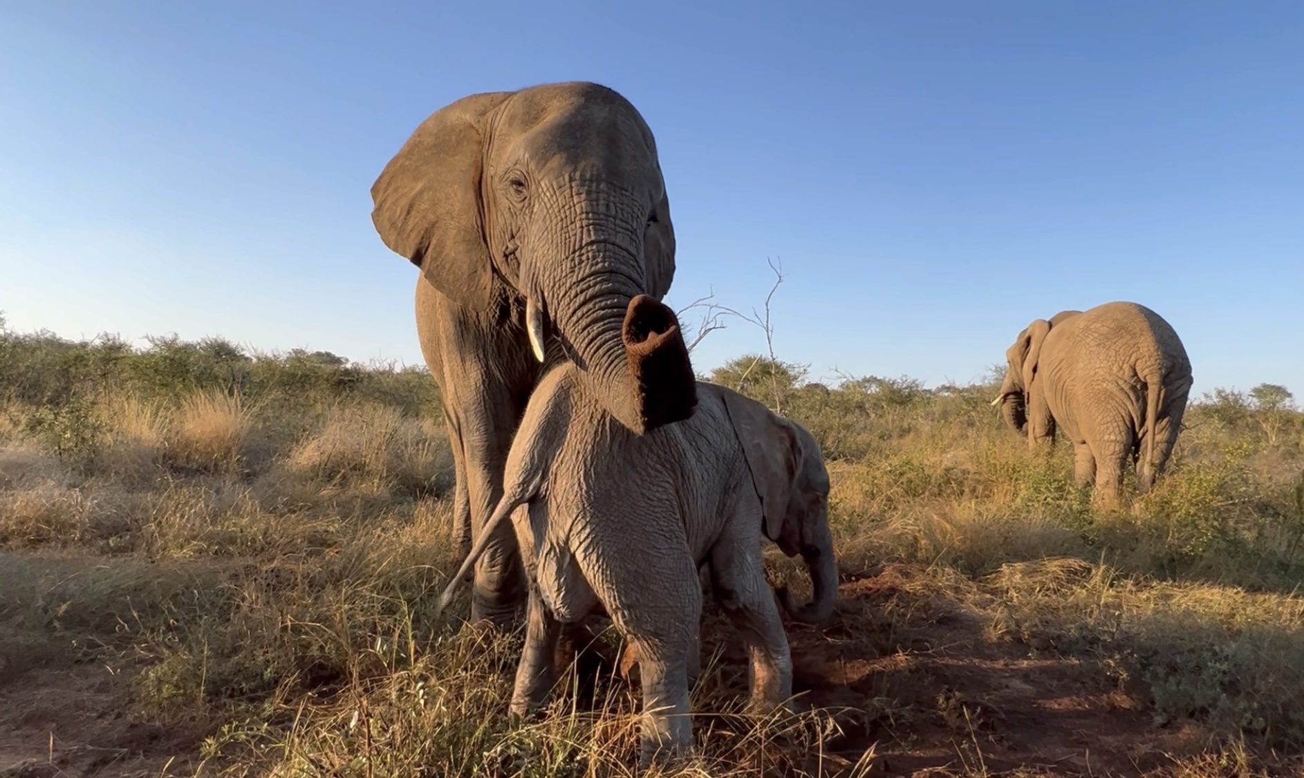 How To Tell Male From Female Elephants – Lessons From Carer Owen