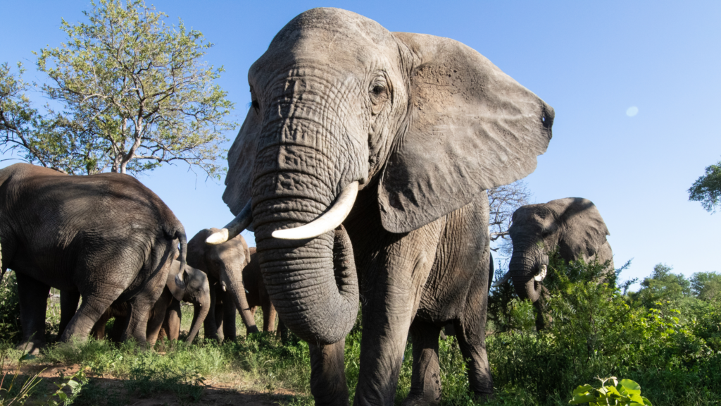 Matriarch Tokwe on the Run After Wild Elephants & A Night Search Mission