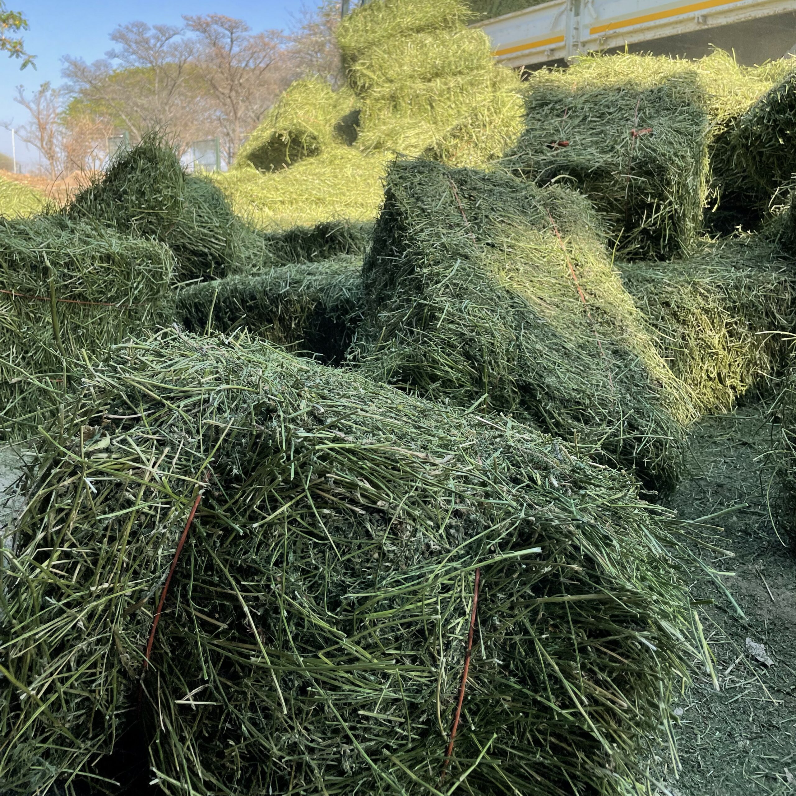 Elephant Feed: Lucerne – 16 x bales for one day