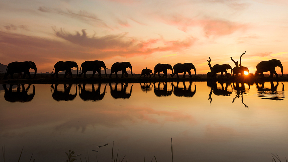Happy HERDiversary! | Three Years of HERD Elephant Orphanage