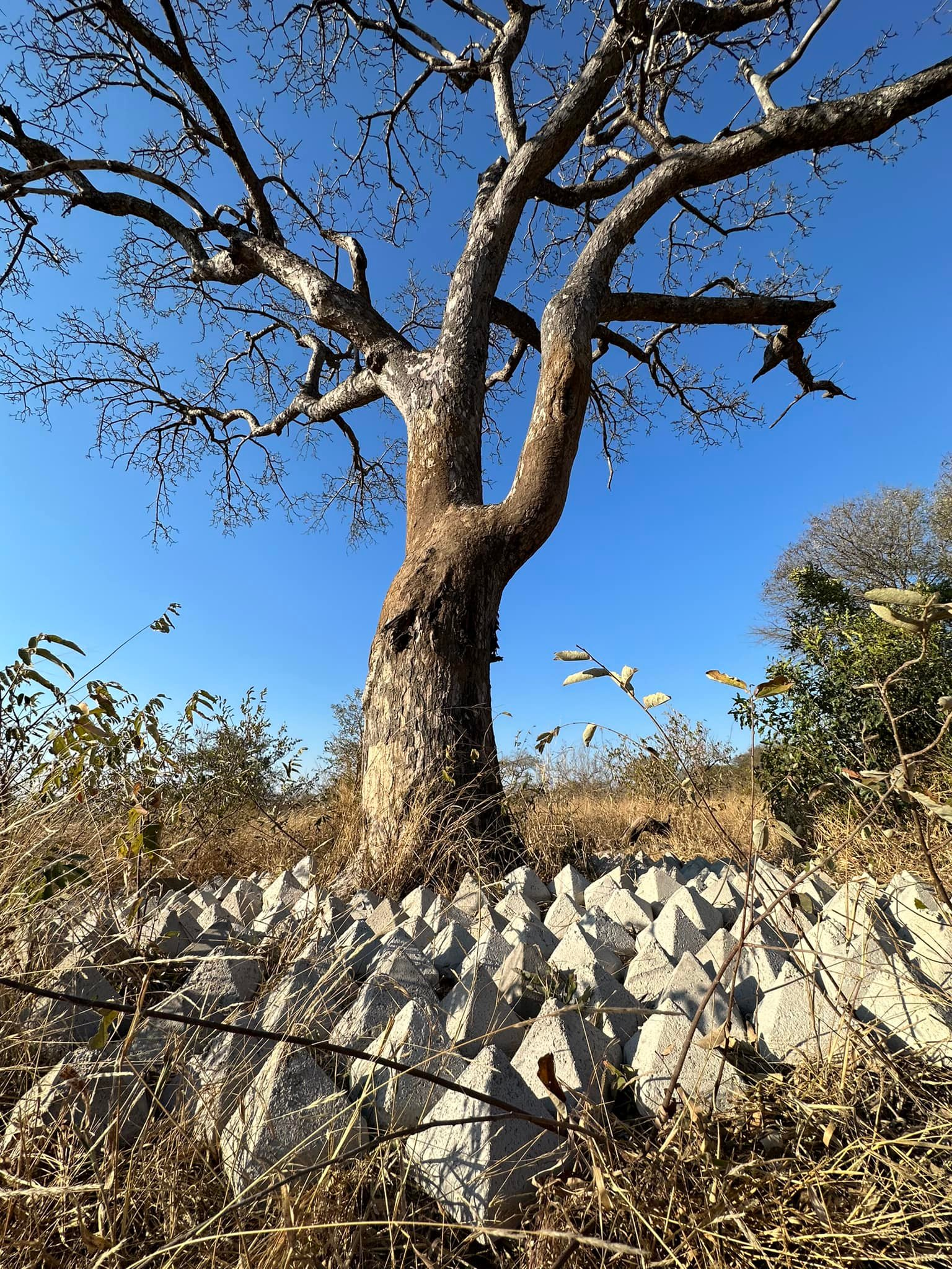 *Tree Project: Cement Pyramids