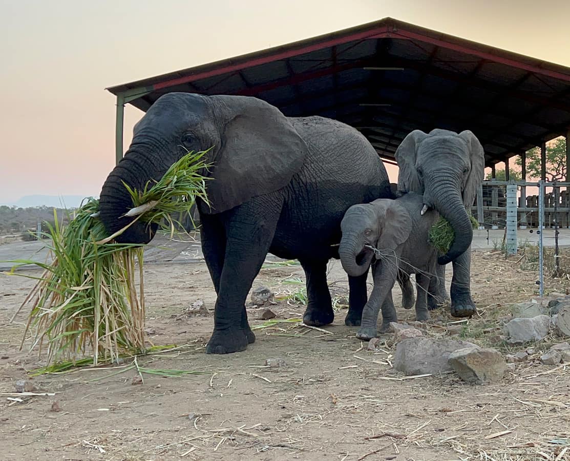 Khanyisa’s First Morning at the Homestead