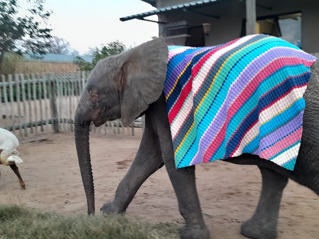 Generous Hearts Helping Gentle Giants | HERD’s Gratitude Blog