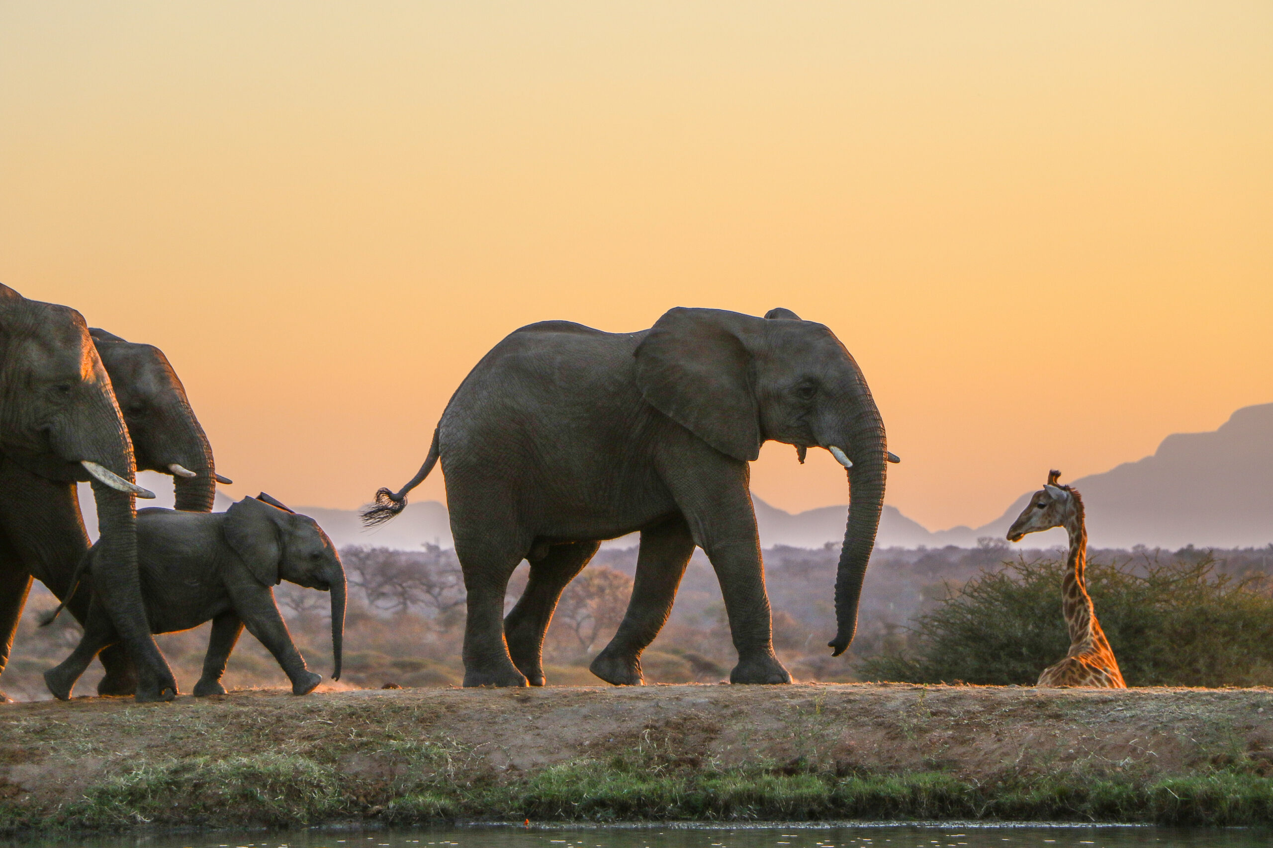 Biodiversity in Africa’s Protected Areas | Understanding Threats and Finding Balance