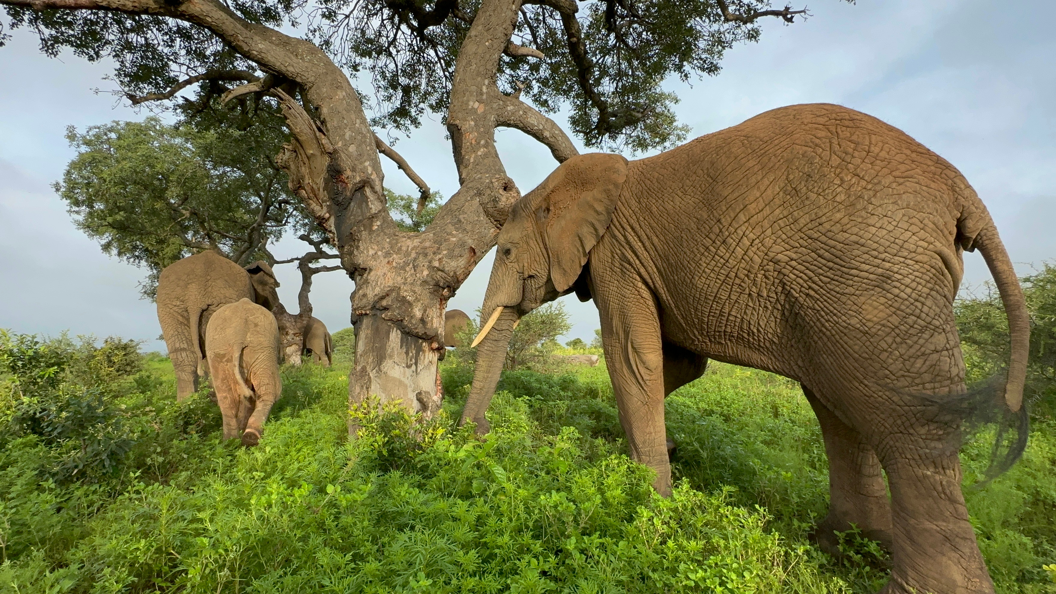 How We Keep the Elephant Herd Well Nourished All Year Round