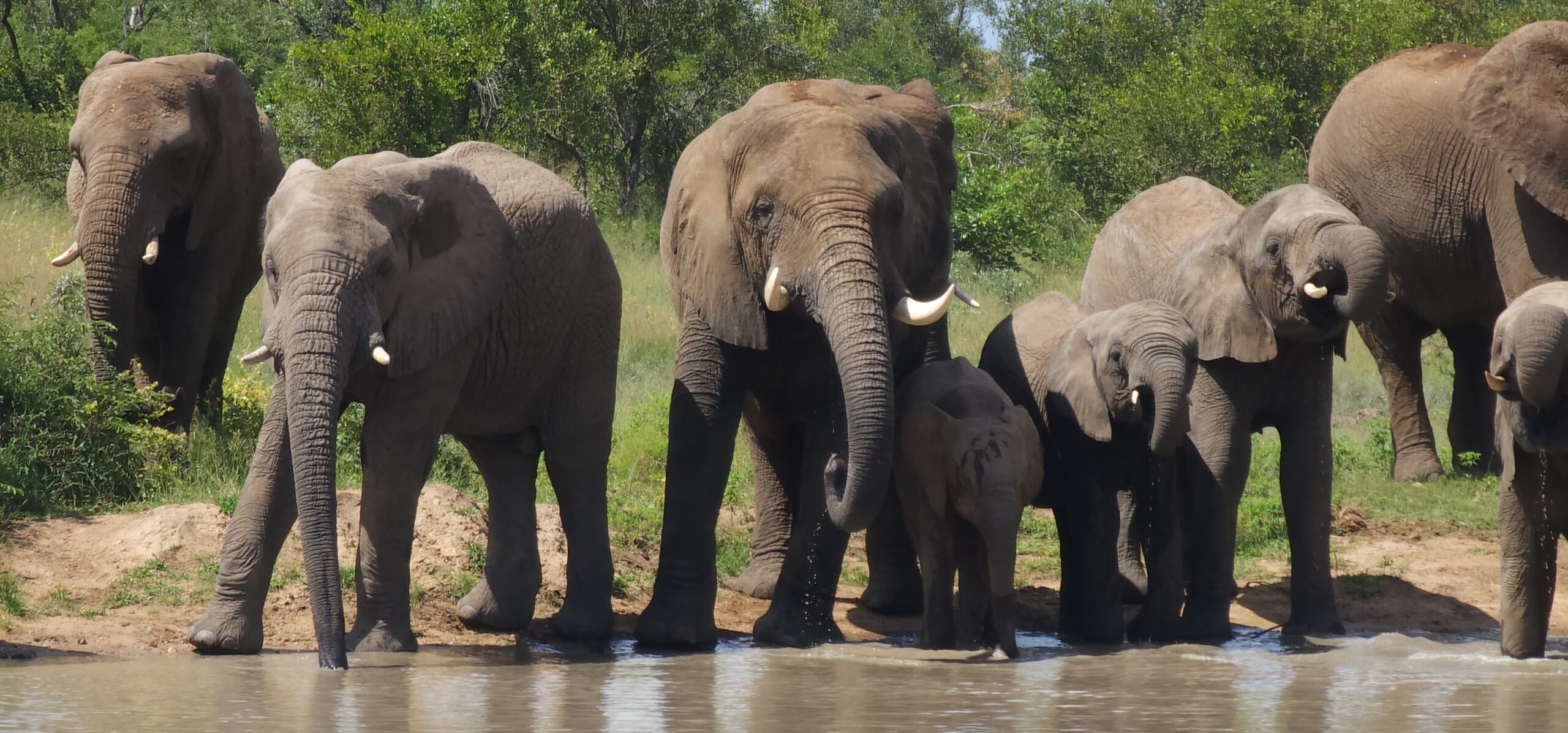 QUIZ TIME! Who Can You Identify in the Jabulani Elephant Herd?