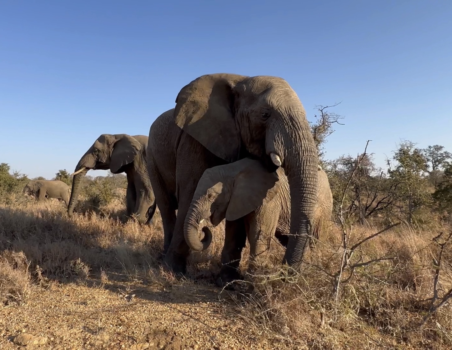 Isn’t it Wonderful to Be an Elephant?