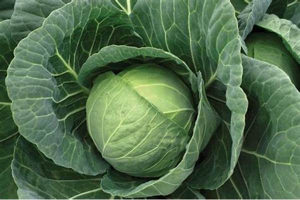 *Elephant Feed – Cabbage
