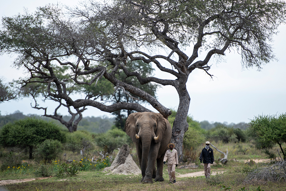 Restoring an Elephant Eden