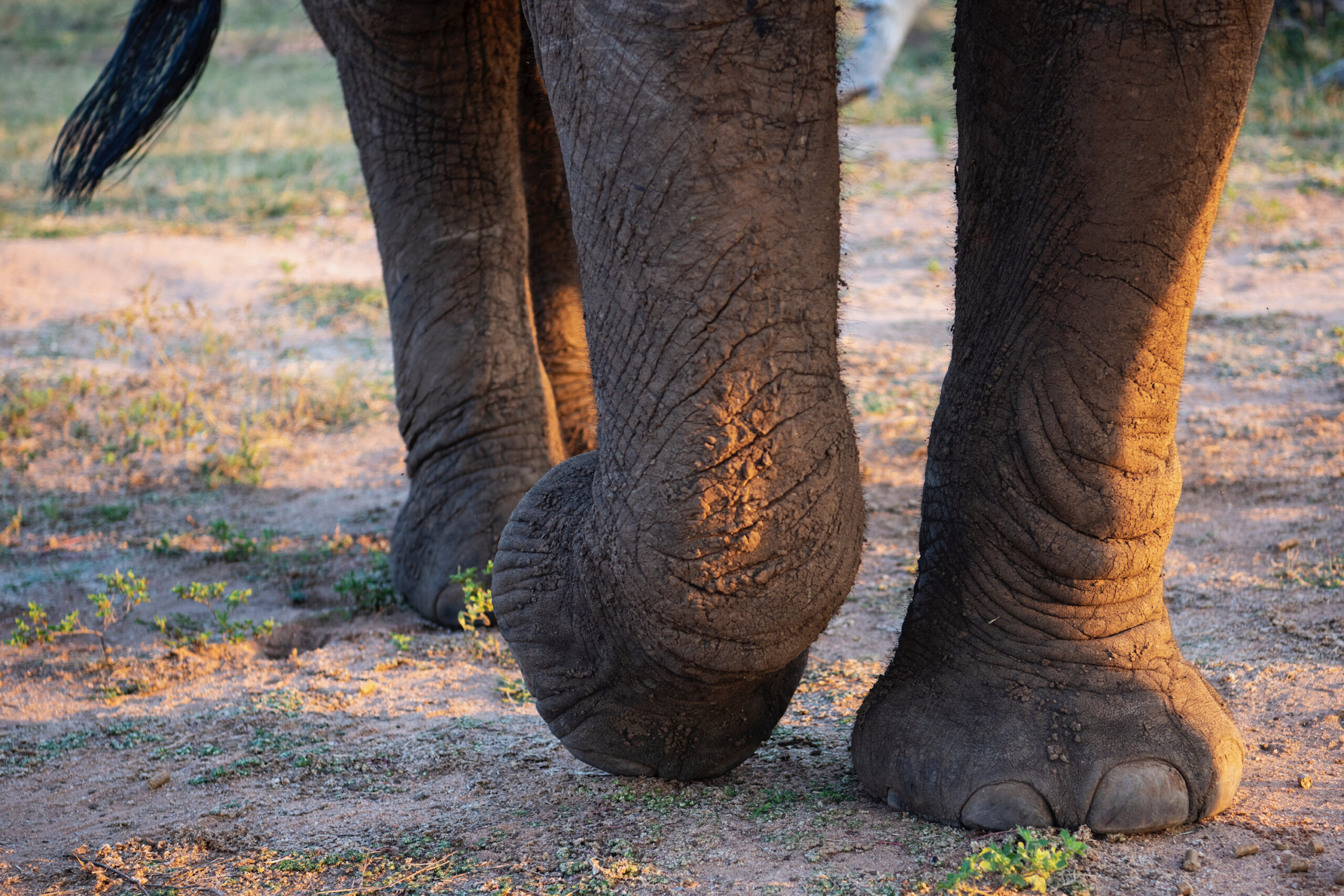 FOOT-SWINGING ELEPHANTS – Elephant Behaviours Episode 2 (Attentive)