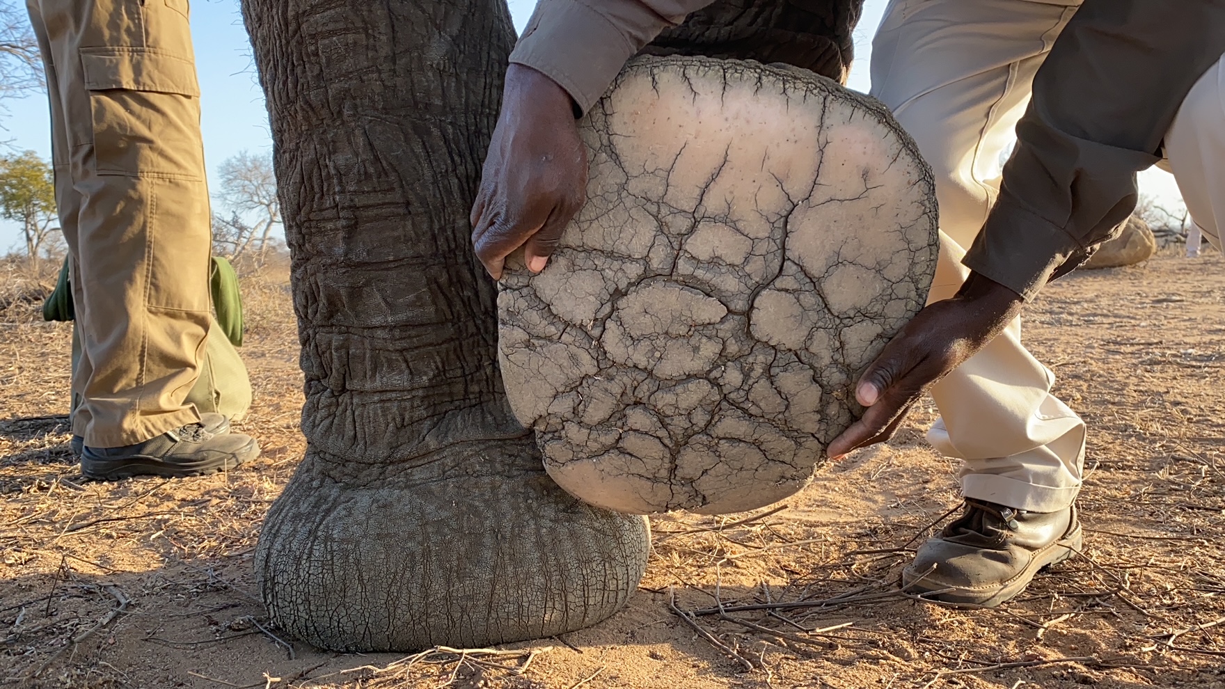 Fascinating Elephant Feet Facts!