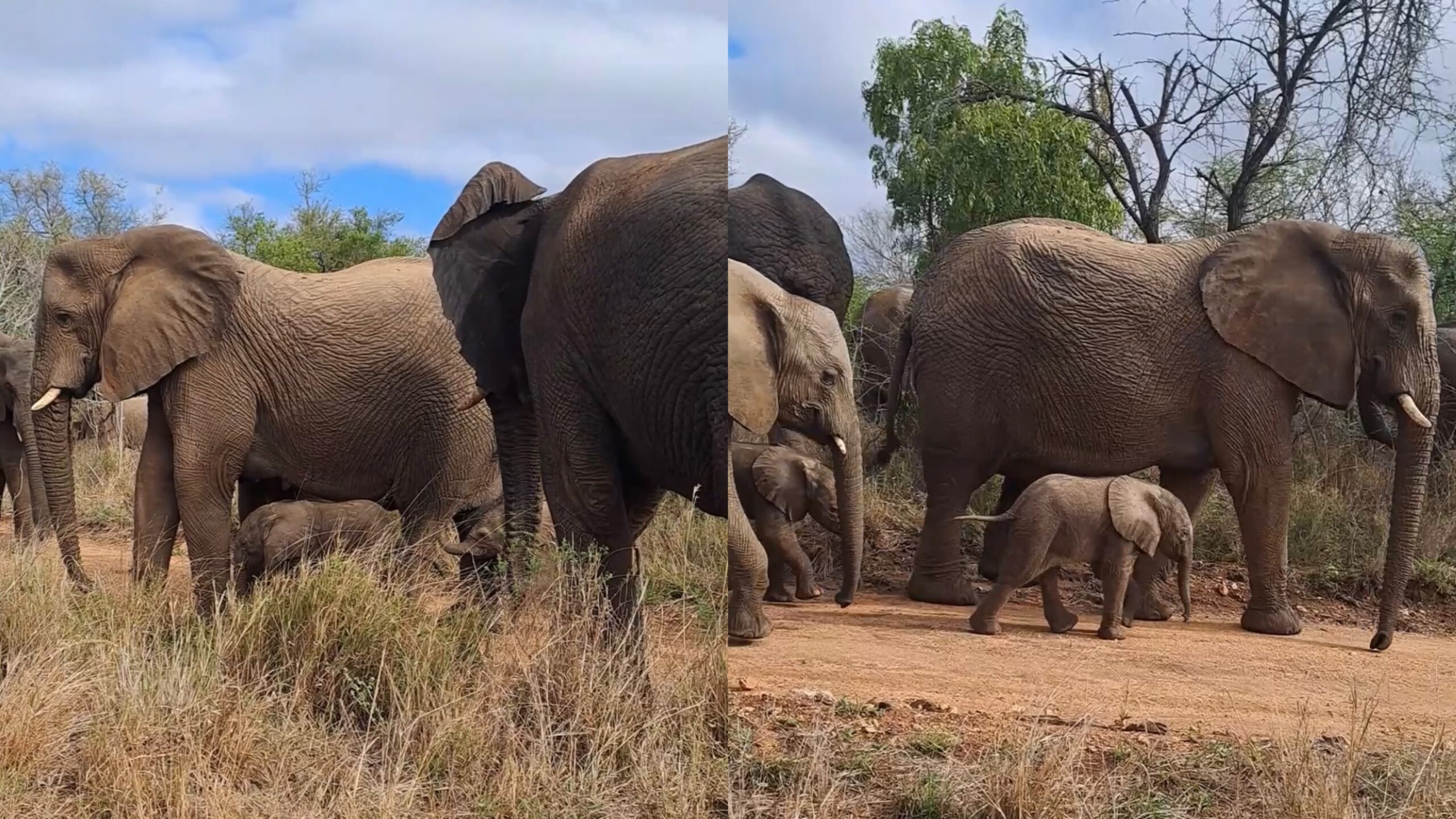 Beautiful New Baby Elephant Twins & the Wild Albino Has a New Calf!