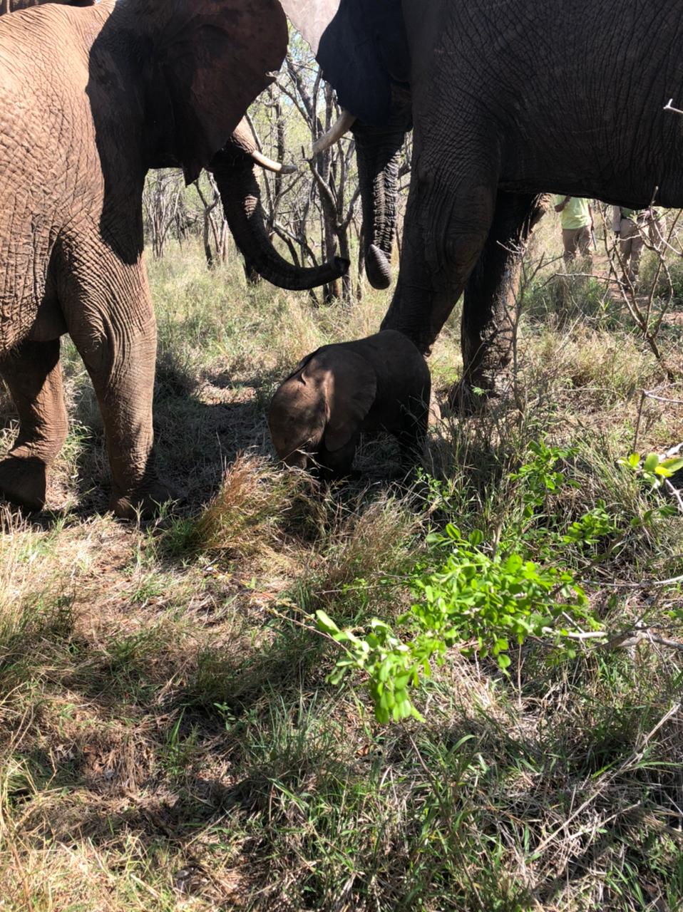 An Elephant Kidnapping | Tokwe and Lundi Try Take In the Calf of a Wild Albino Elephant