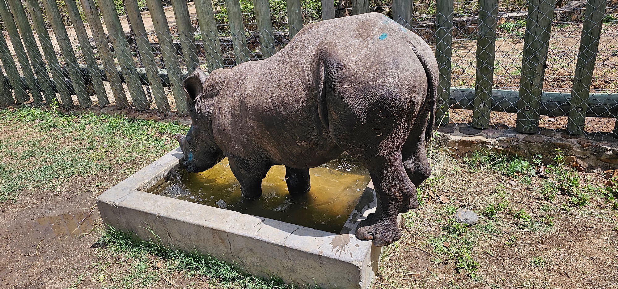 An Update on Rhino Orphan, Bula