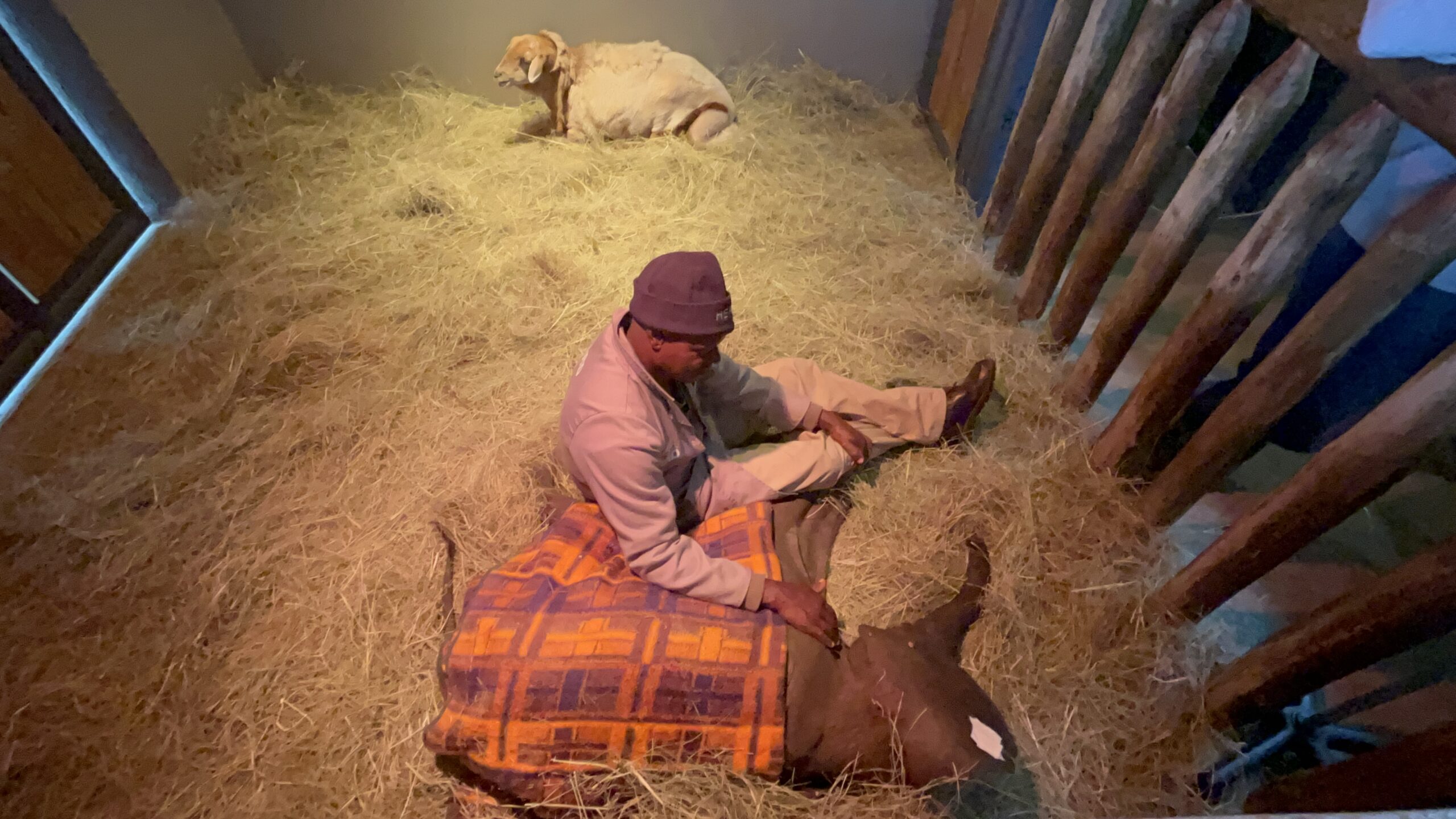 Teff – Bedding