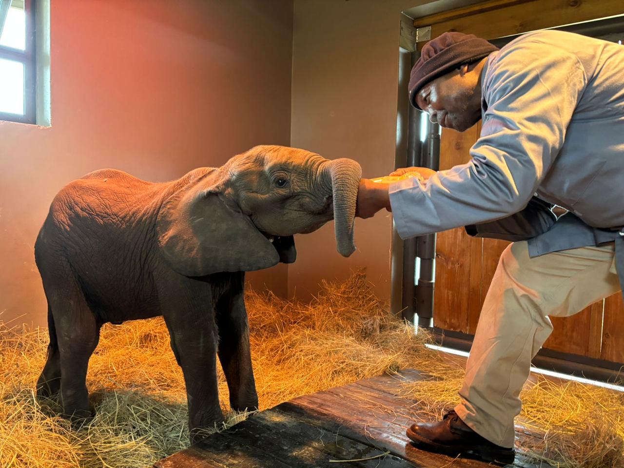 HERD Receives a New Baby Elephant Orphan, Named Phabeni