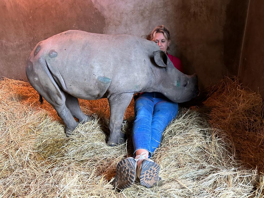 HERD’s Adine Roode Steps in to Help Two New Rhino Orphans