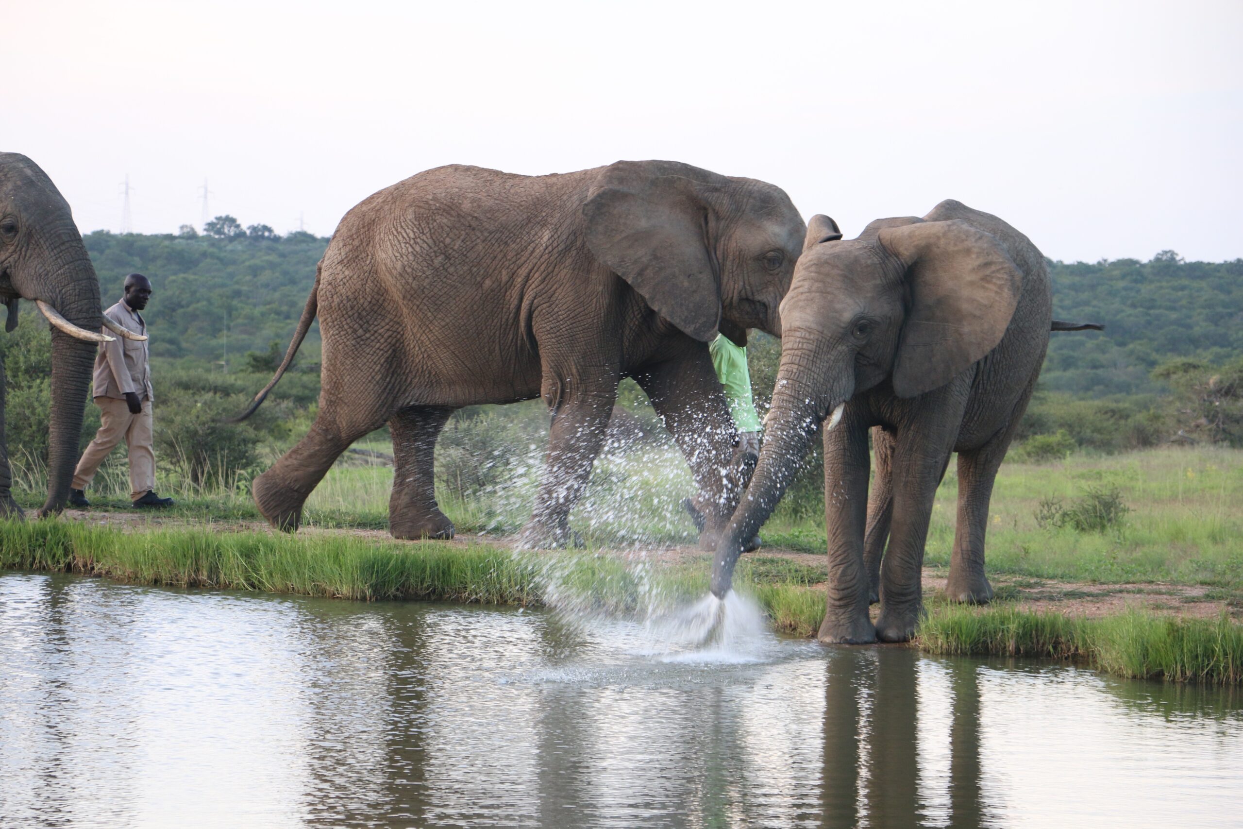Little Elephant Pisa Over the Years | Matriarch Tokwe’s Youngest Born Daughter