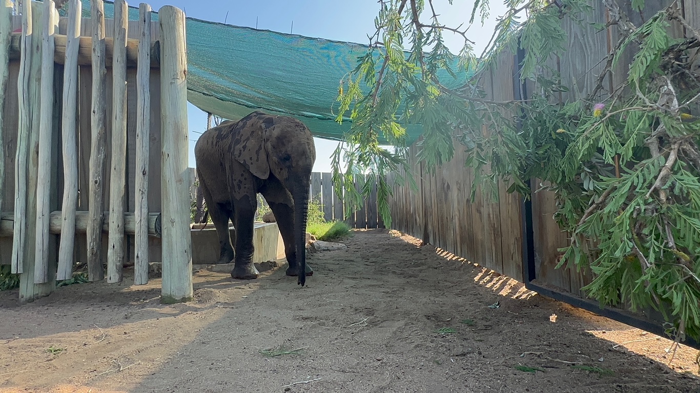 Baby Elephant, Phabeni Takes A Brave New Step into the Bigger Garden!