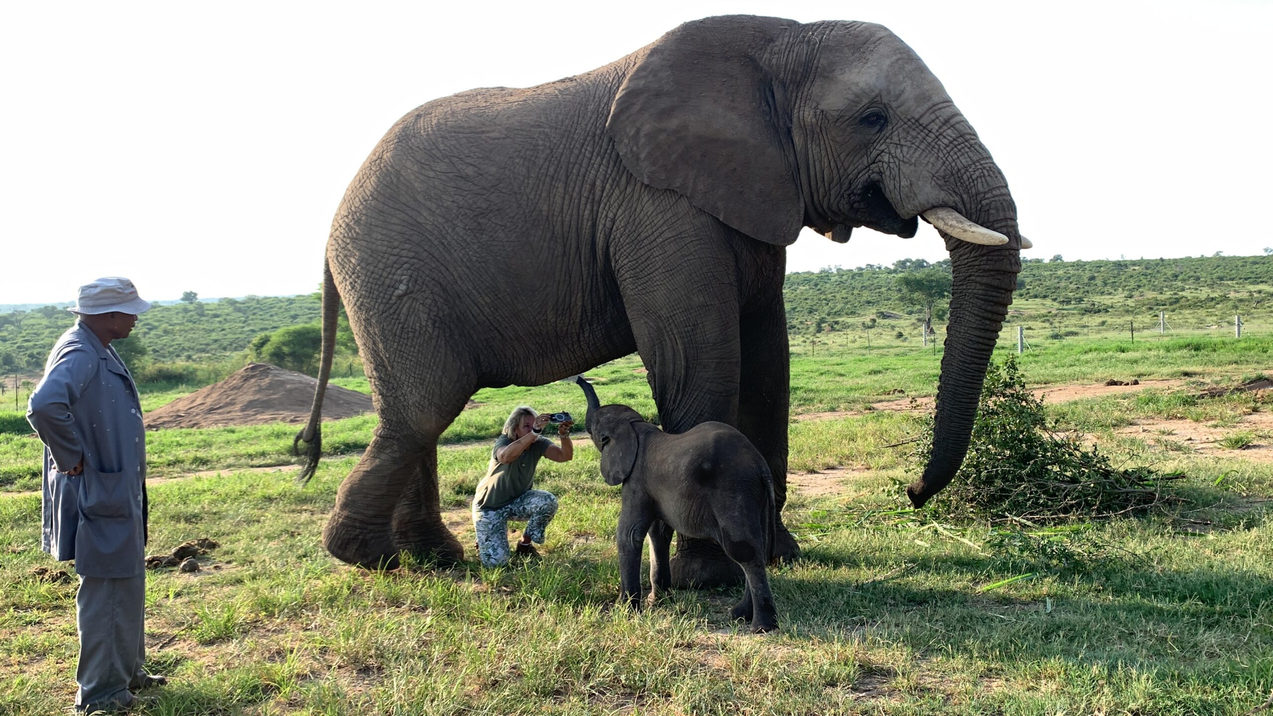 The First Introduction for Little Bull, Phabeni as he Meets Jabulani