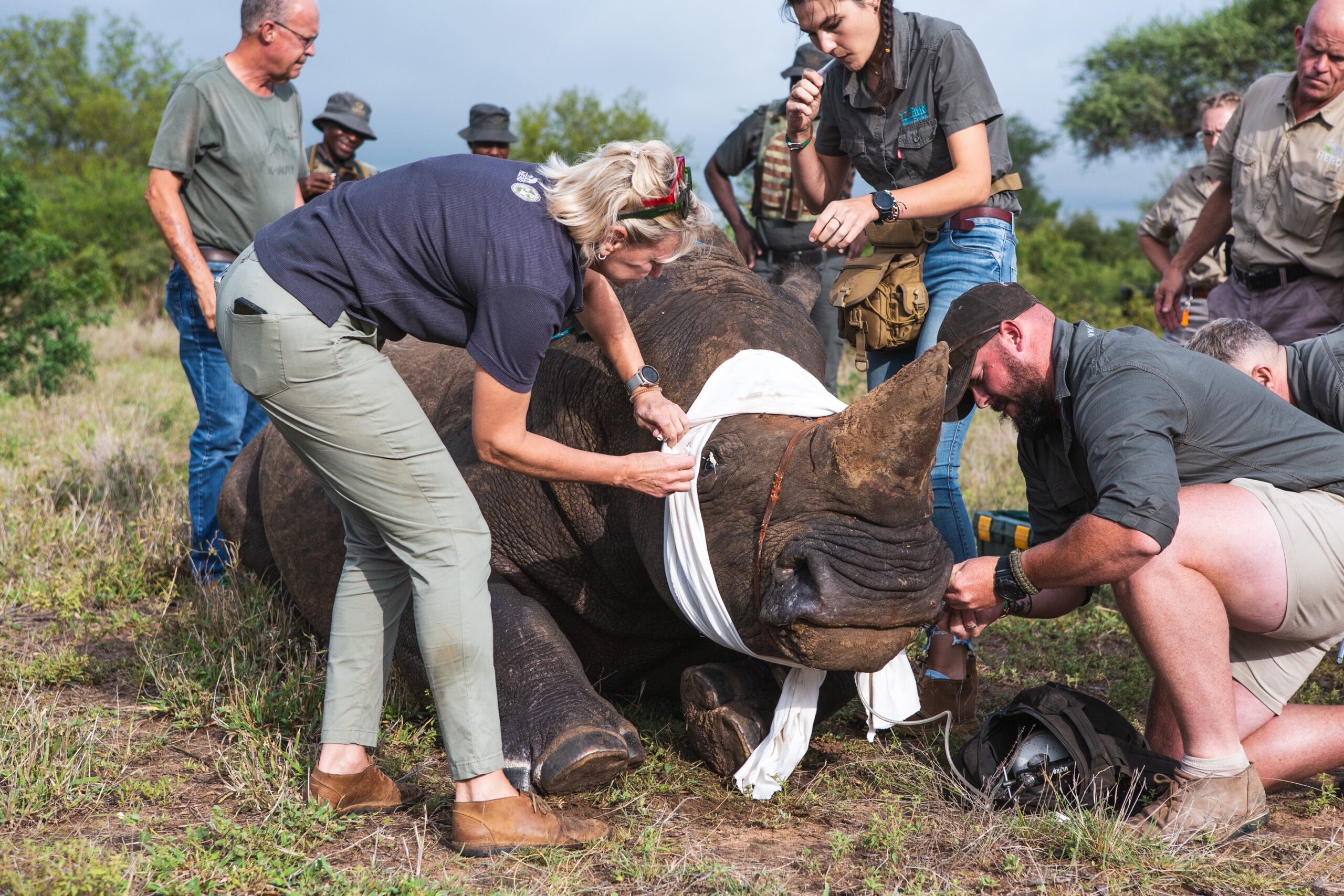 Poaching Survivor, Ike the White Rhino Undergoes Vital Operation