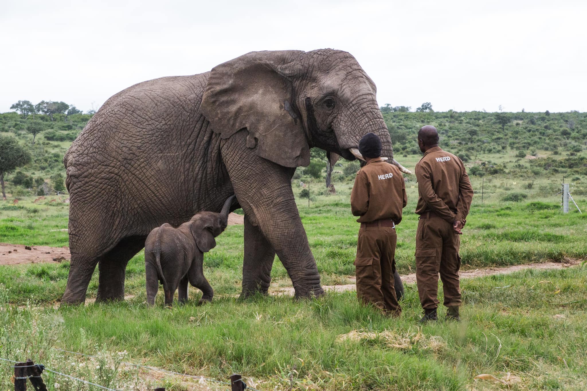 Elephant Orphan, Phabeni Meets Lundi Trunk-To-Trunk for the First Time