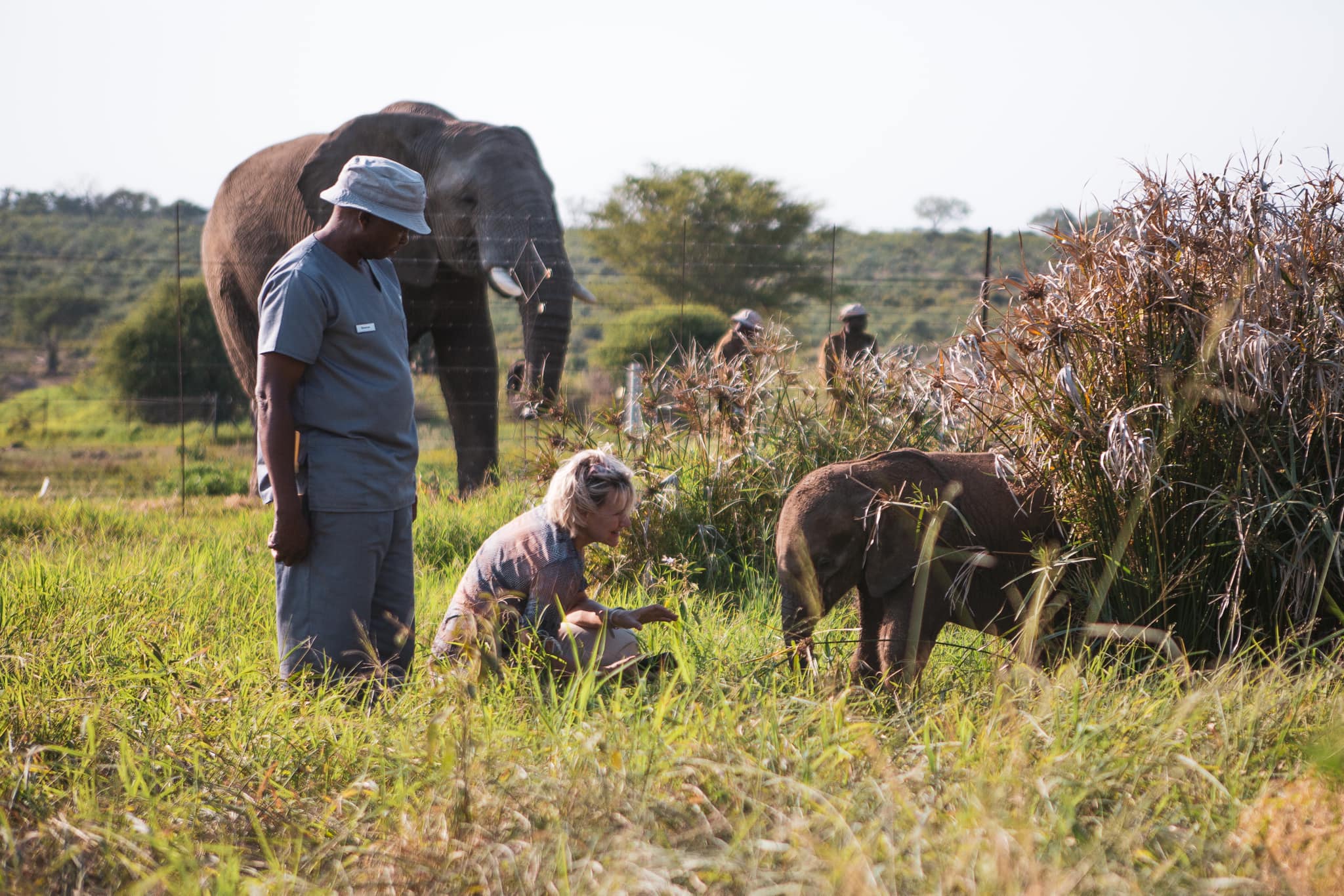 The Exciting First Introduction Trunk-to-Trunk with Elephants, Phabeni & Jabulani