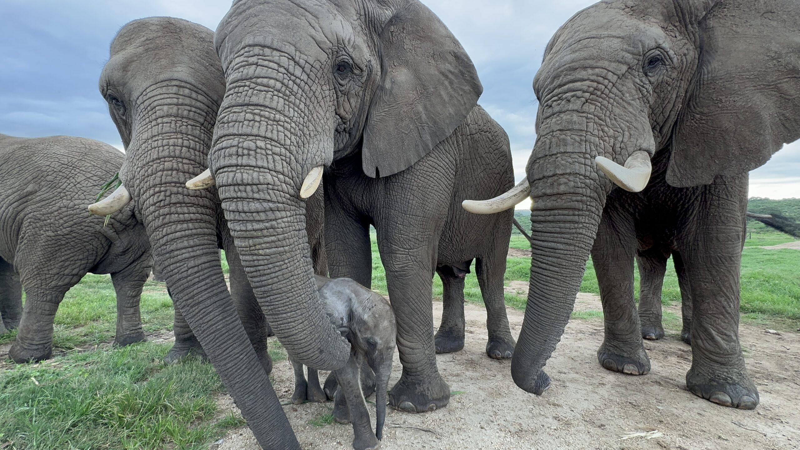An Unexpected Meeting Between Elephants, Phabeni, Setombe and Klaserie
