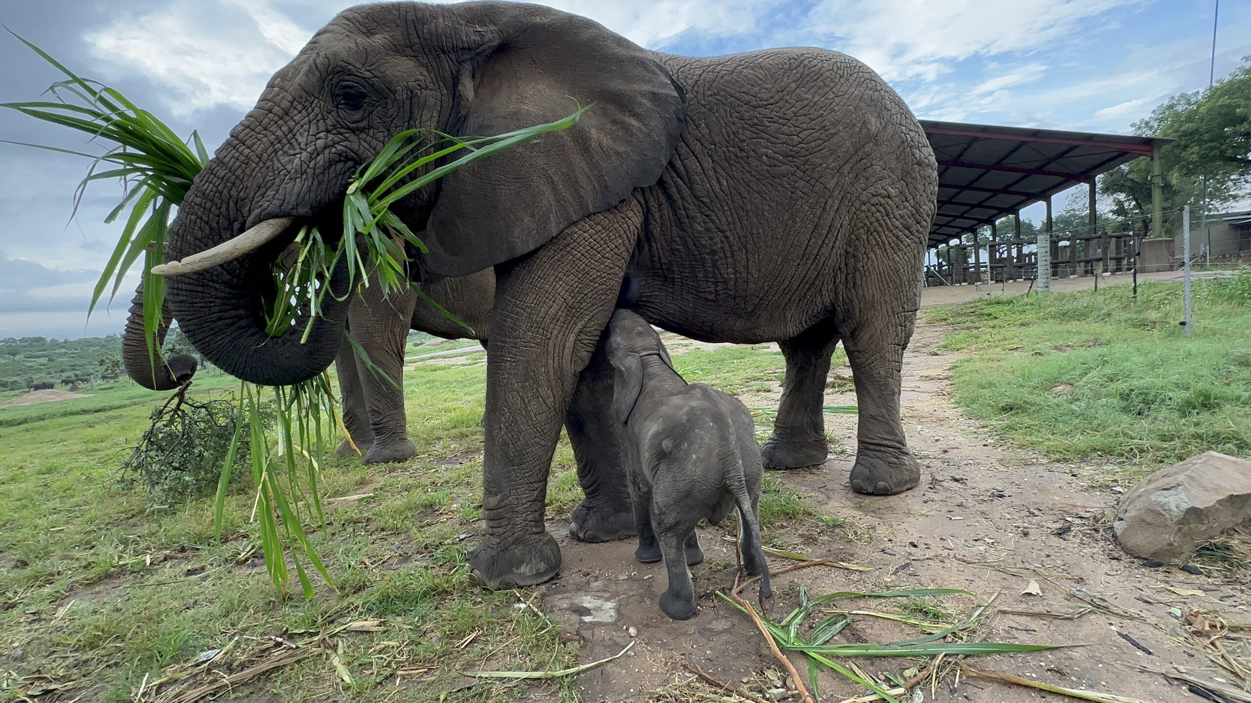 How Baby Elephants Suckle From Their Mothers