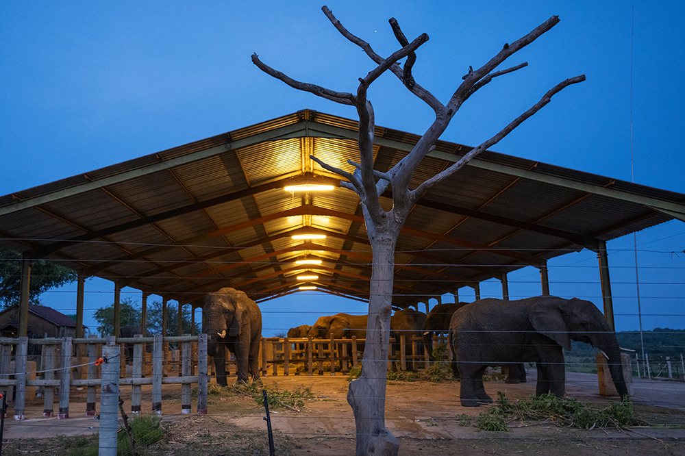 Donate a Ray of Sunshine to HERD – Help Take HERD Off-Grid