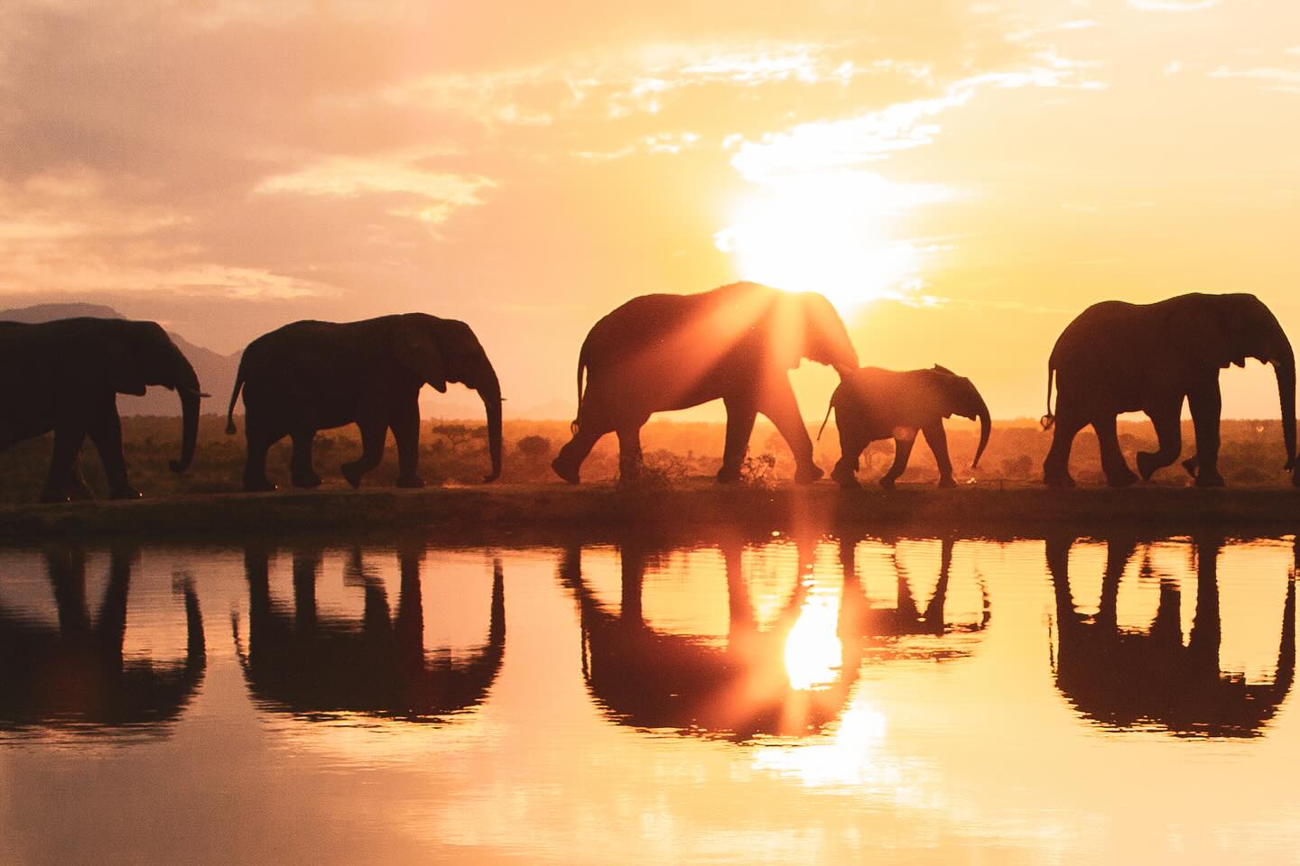 A Safe Space for Elephants, Day and Night