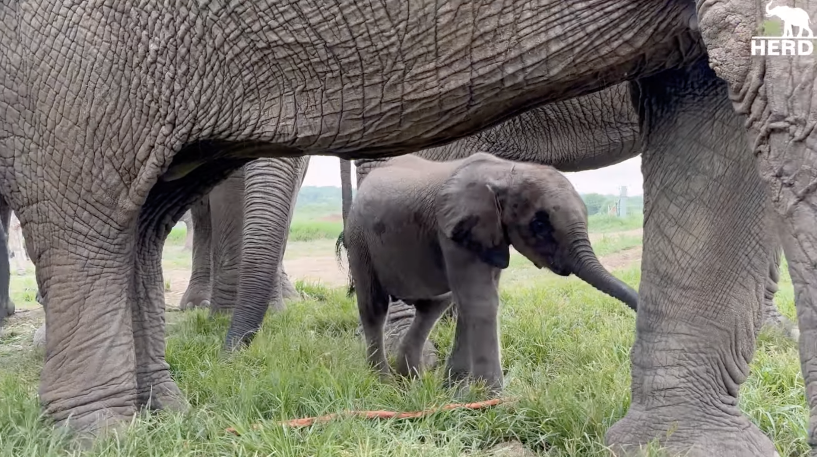 An Incredible, Chaotic Introduction for Phabeni & All the Elephants in the Herd!