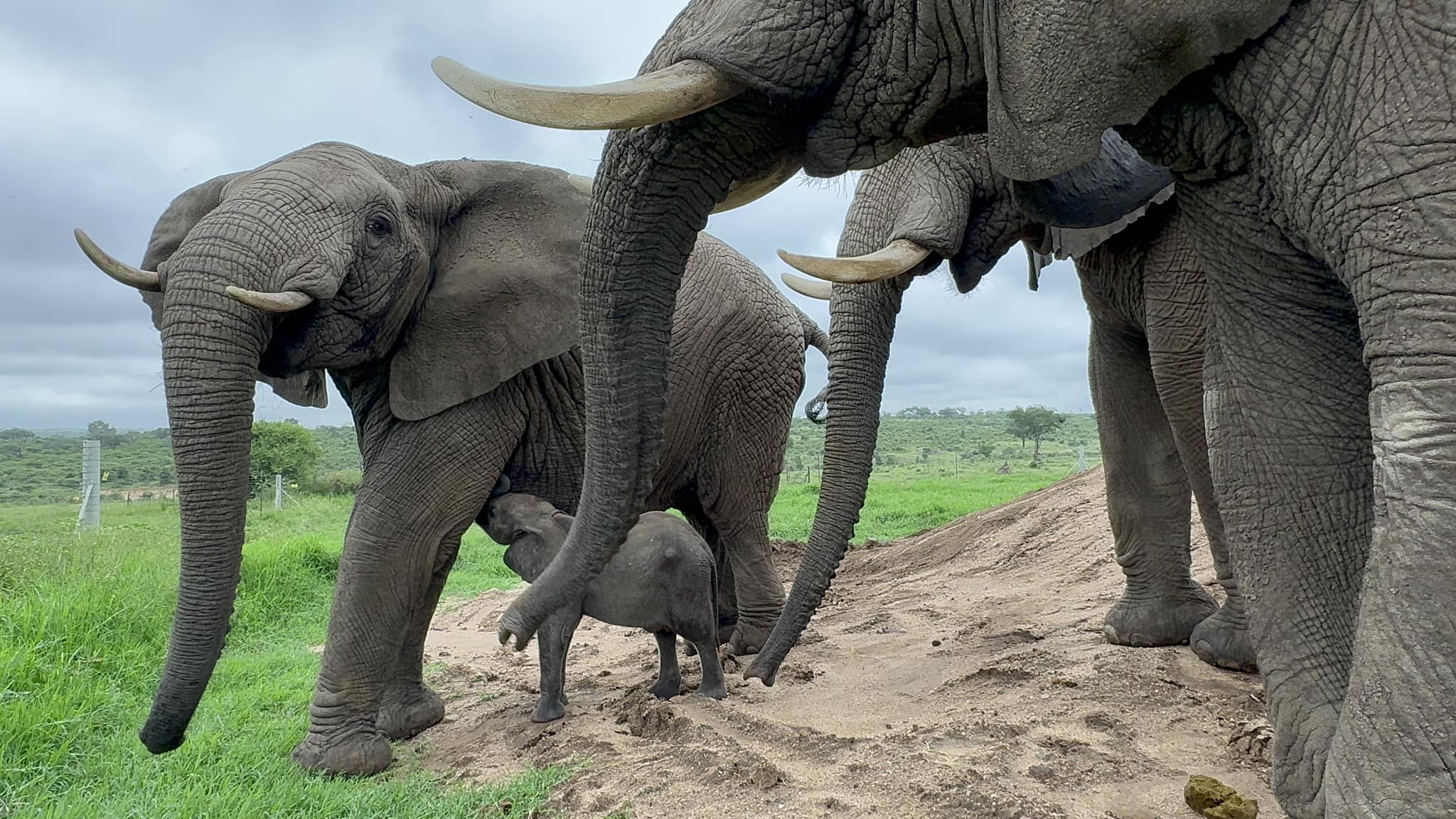 Elephant Orphan, Phabeni Meets Bulls Sebakwe & Somopane