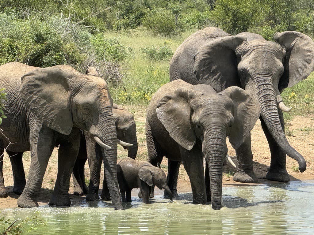An Update on Phabeni & The Herd | One Big Happy Elephant Family