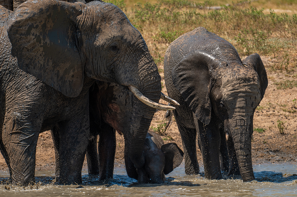 Brave Little Elephant, Phabeni Goes Swimming